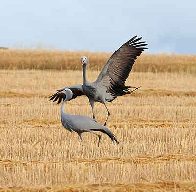Турна ва лаклак