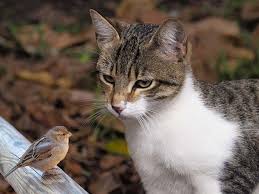 Бельгийская сказка