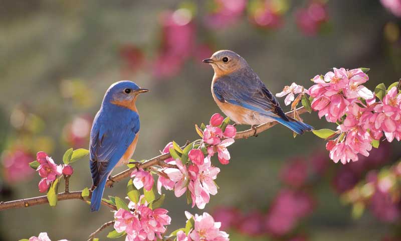 Лофзании гунҷишк