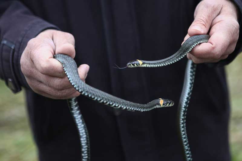 Мор ва моргир