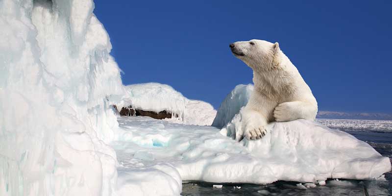 Зиндагӣ дар Қутб