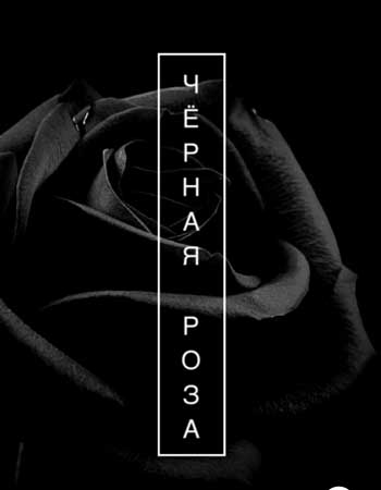 Черная роза