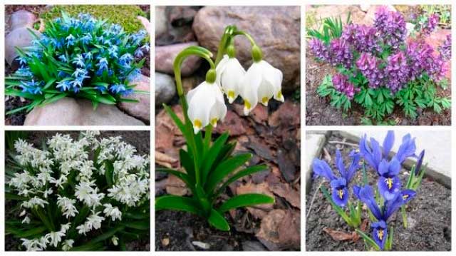 Хоҷа Ҳофизи Шерозӣ