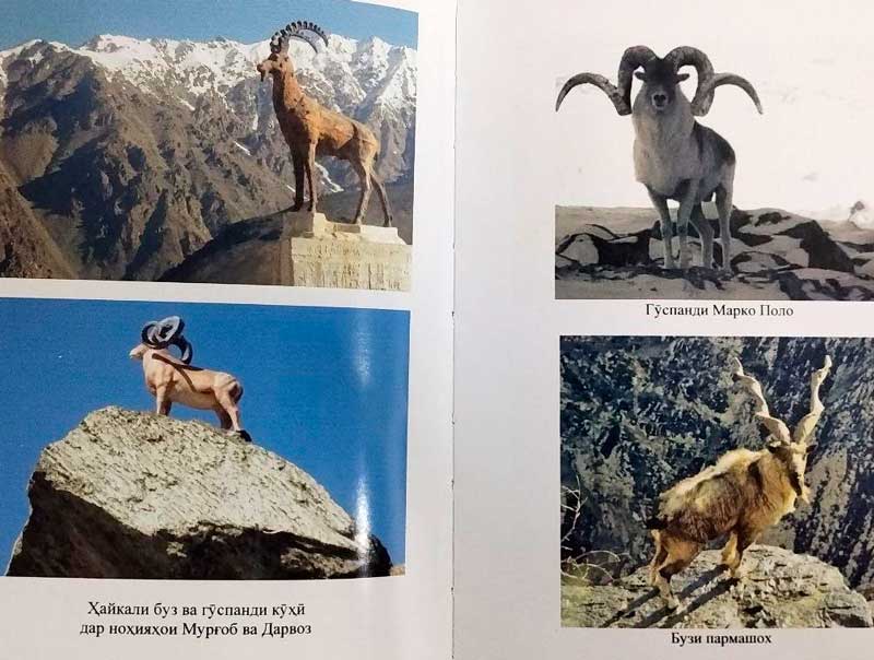Фарҳанги шикор дар Помир